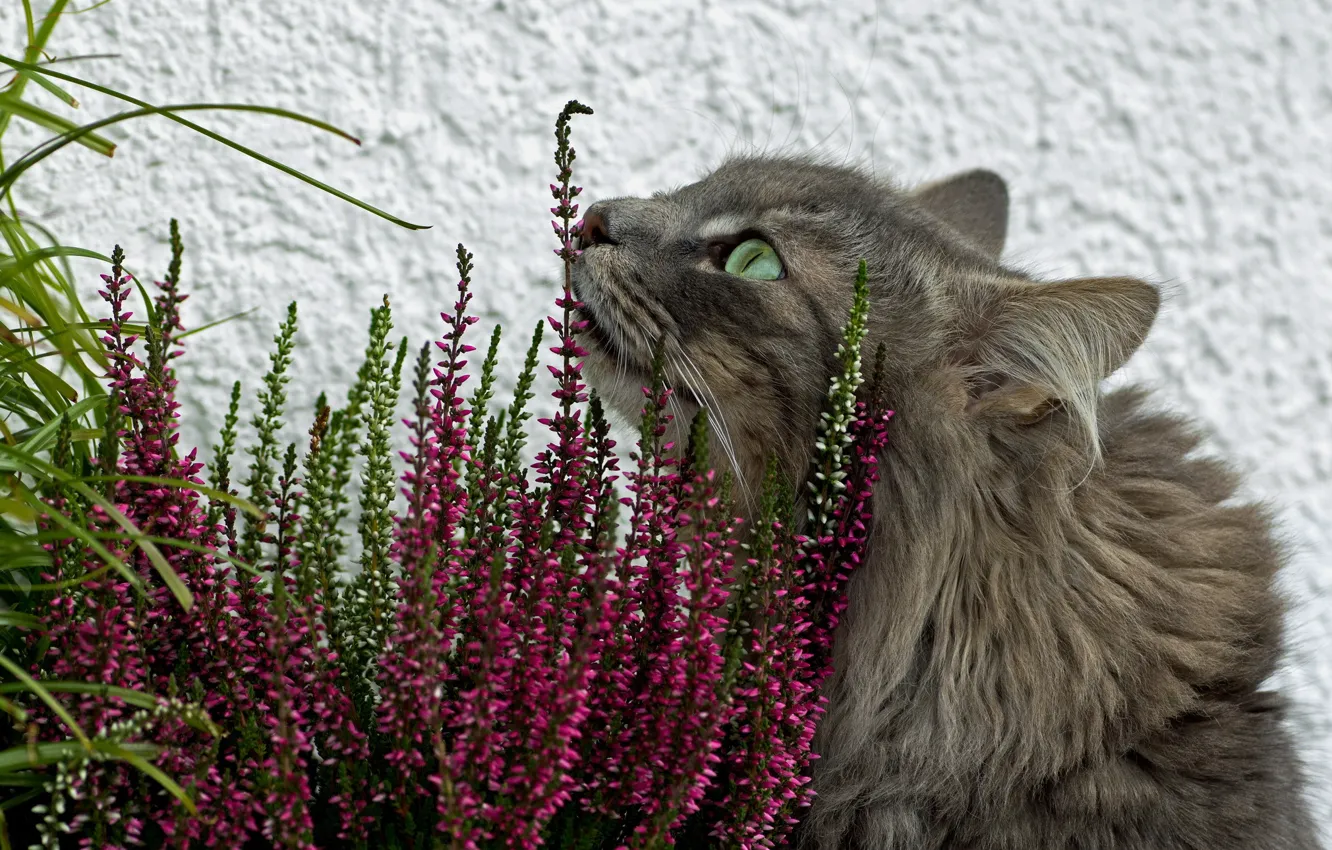 Photo wallpaper cat, grass, flowers, grey, fluffy