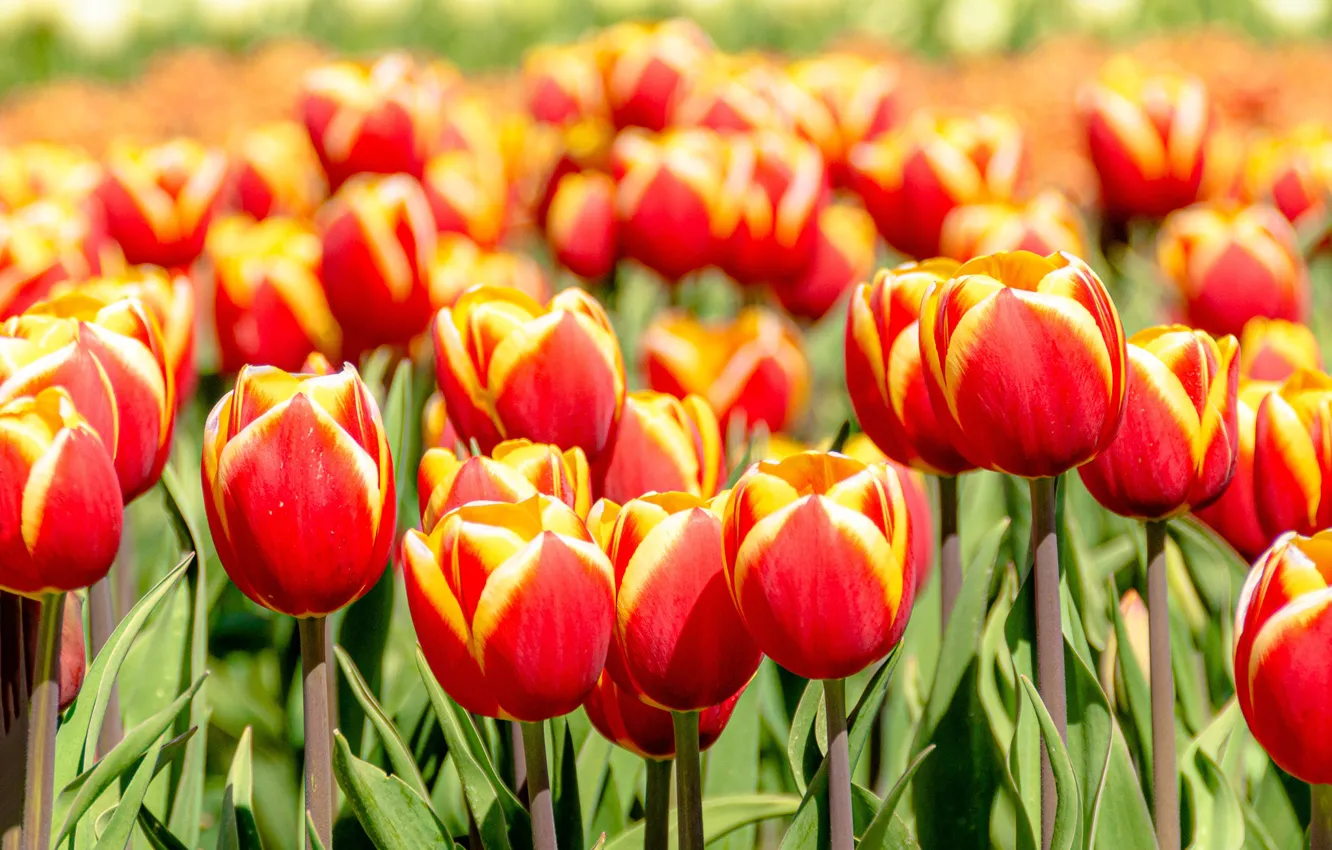 Photo wallpaper flowers, bright, spring, tulips, flowerbed, bokeh, two-tone, red with yellow