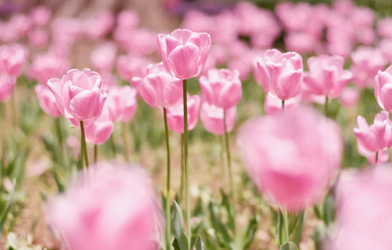 Photo wallpaper light, flowers, tenderness, spring, tulips, pink, buds, flowerbed
