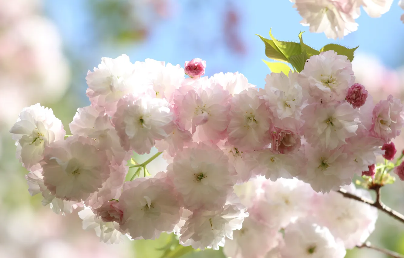 Photo wallpaper flowers, spring, Sakura, flowering, almonds, lush