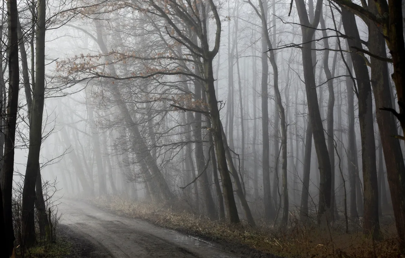 Photo wallpaper road, forest, fog, spring, morning