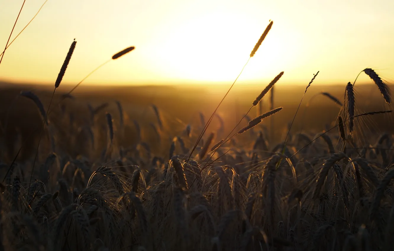 Photo wallpaper field, morning, ears