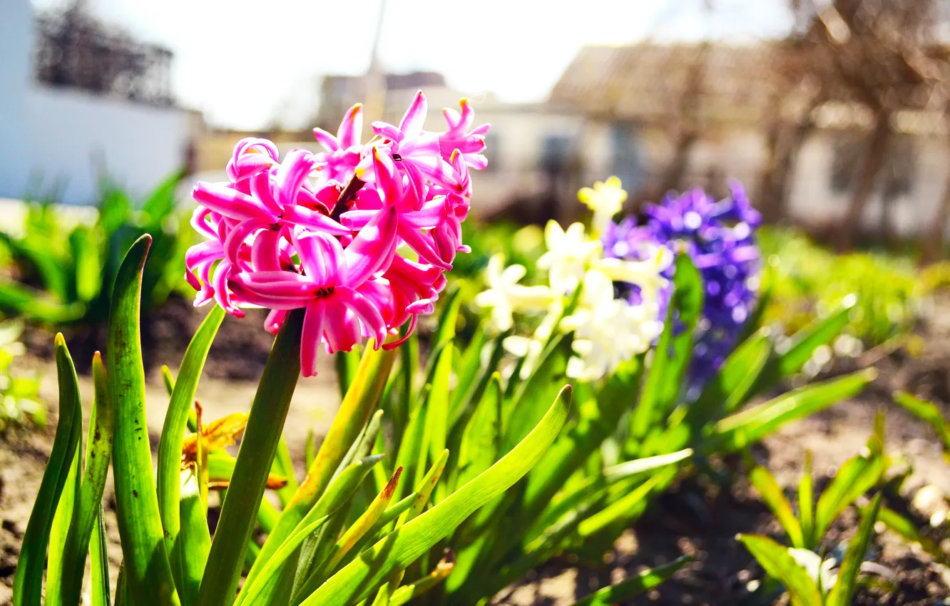 Photo wallpaper greens, spring, city