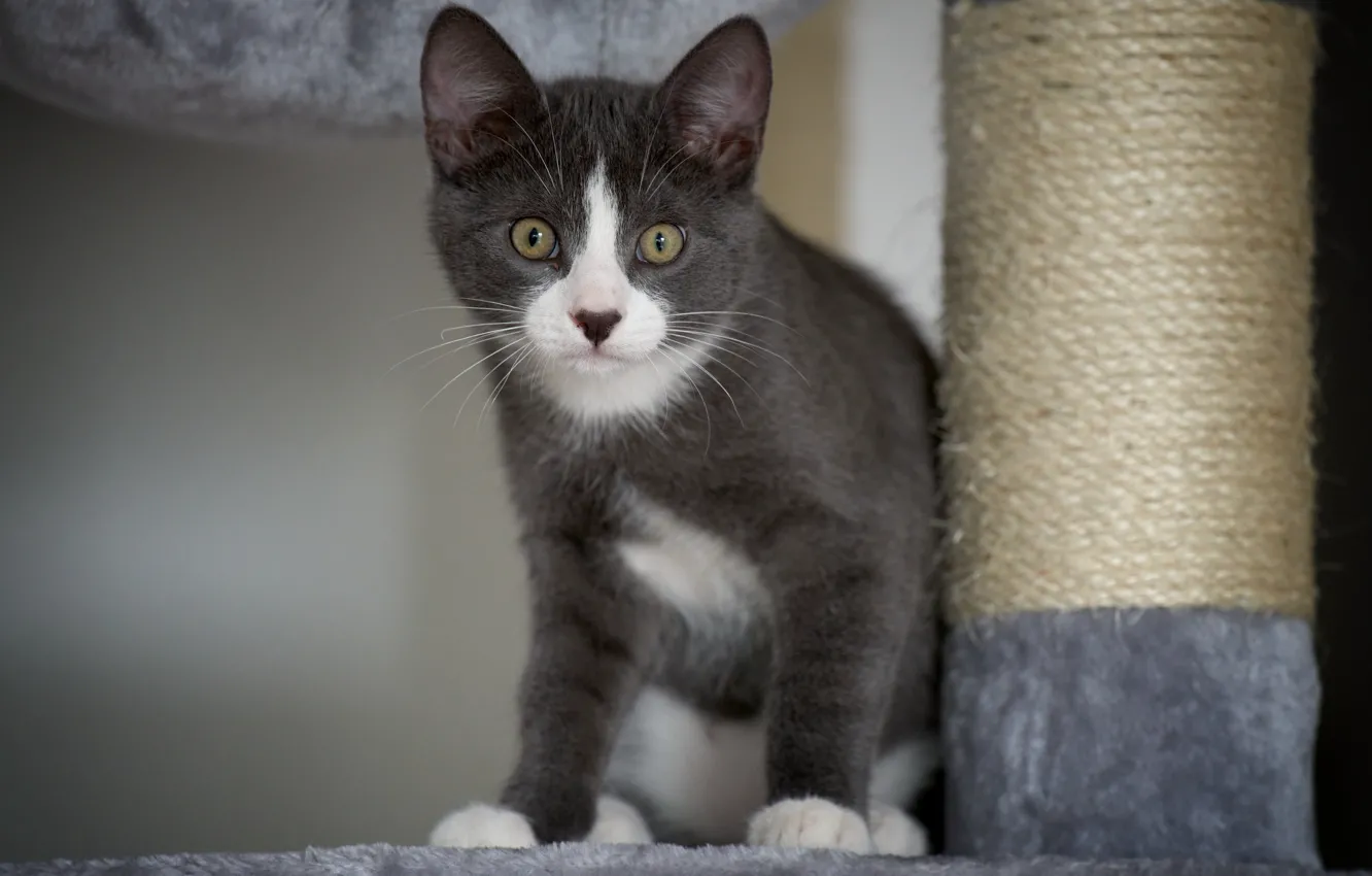 Photo wallpaper look, eyes, cat