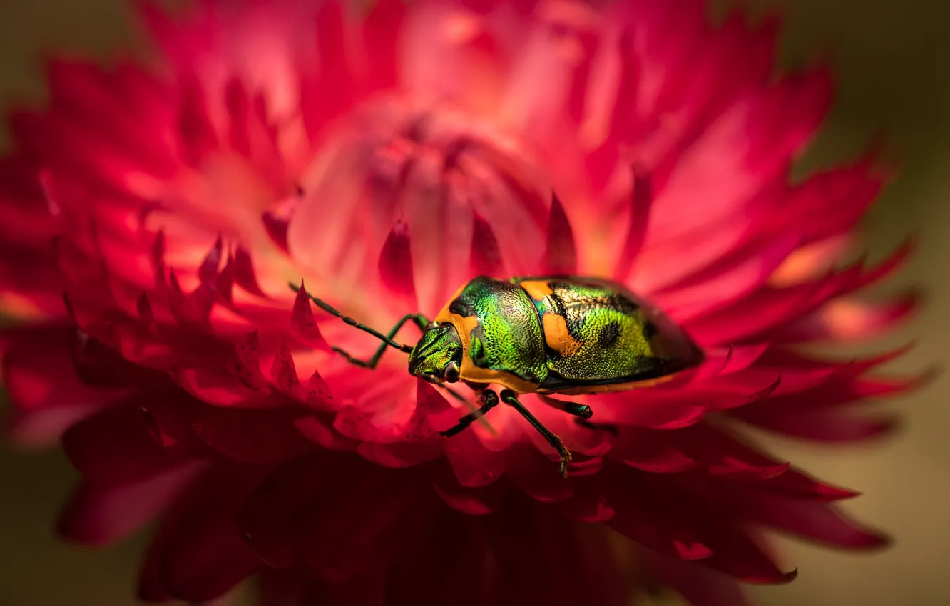 Photo wallpaper flower, macro, red, green, beetle, blur, petals, insect