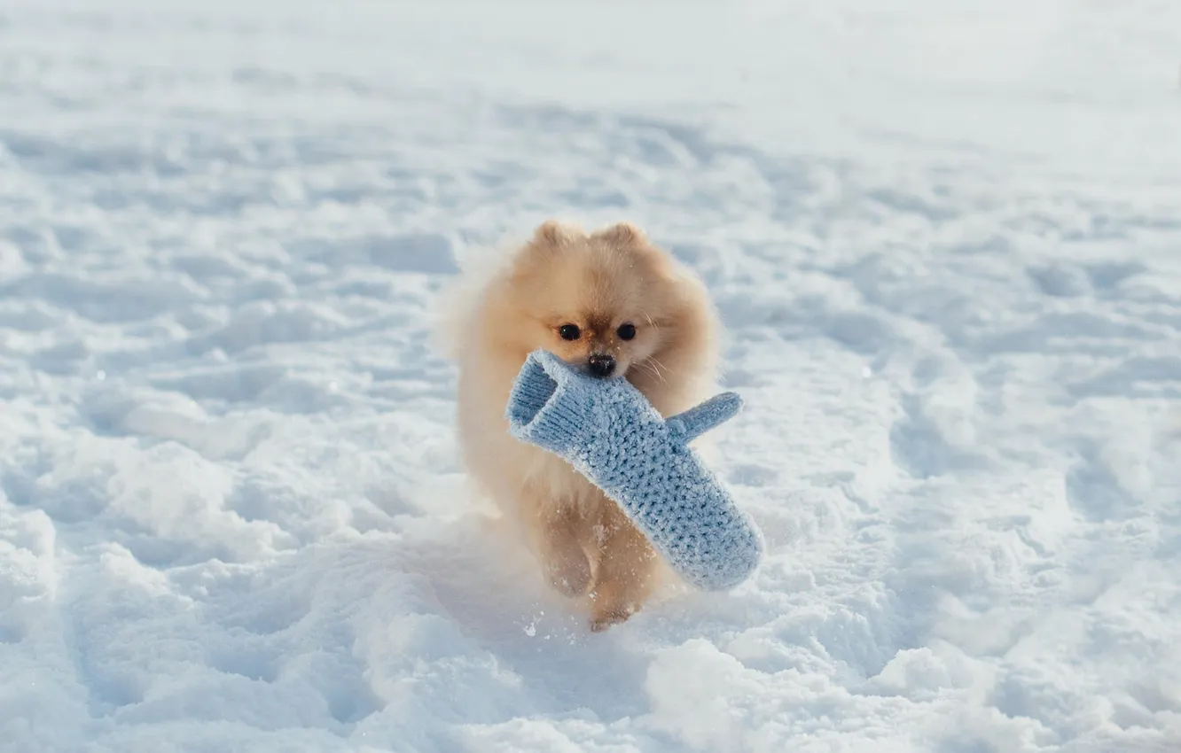 Photo wallpaper winter, snow, nature, the game, dog, running, the snow, walk
