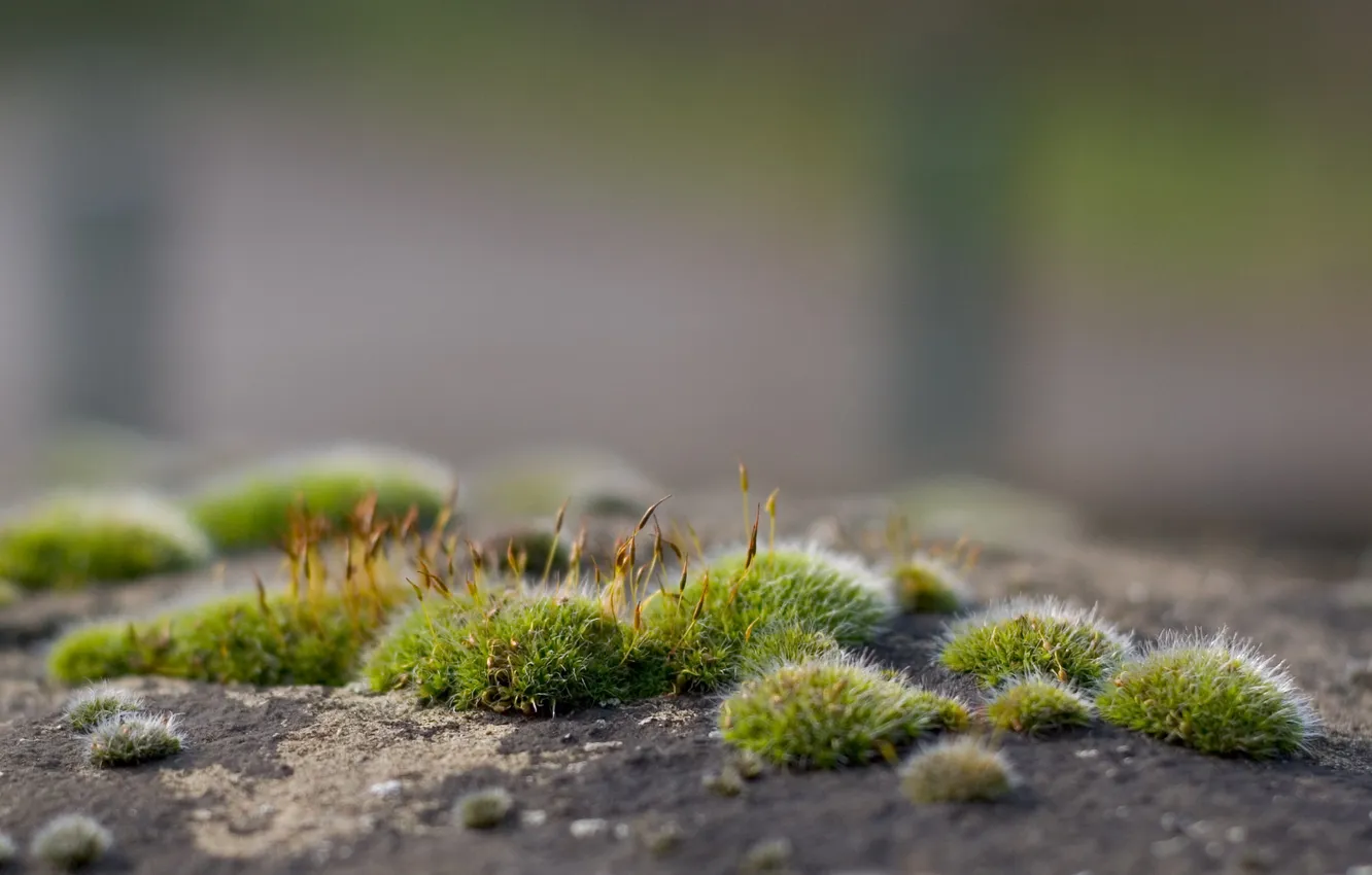 Photo wallpaper moss, blooms, blur. stone