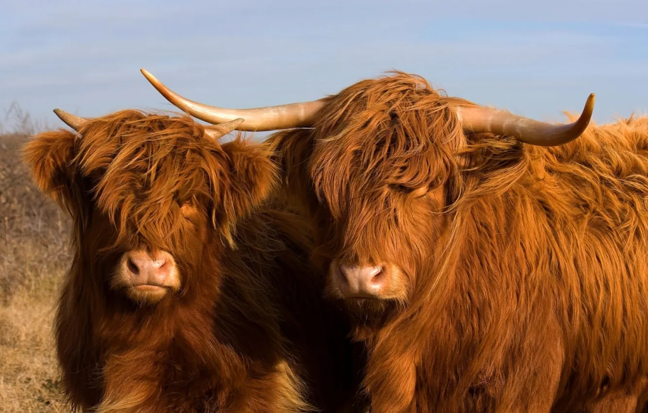 Photo wallpaper wool, pair, horns, long, artiodactyls