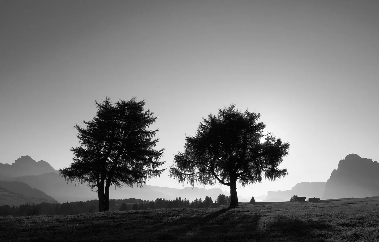 Photo wallpaper grass, trees, landscape, photo, Wallpaper