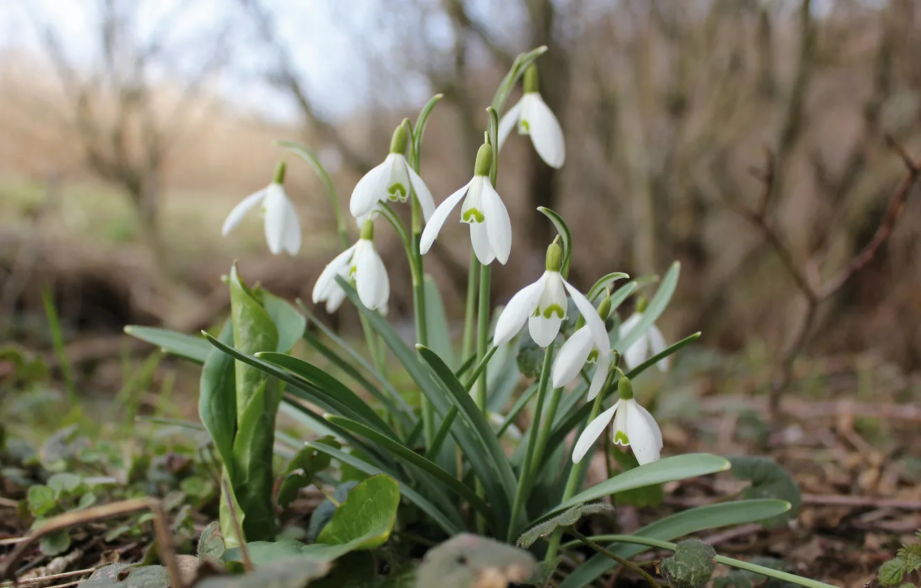 Photo wallpaper grass, leaves, flowers, nature, spring, snowdrops, white, buds