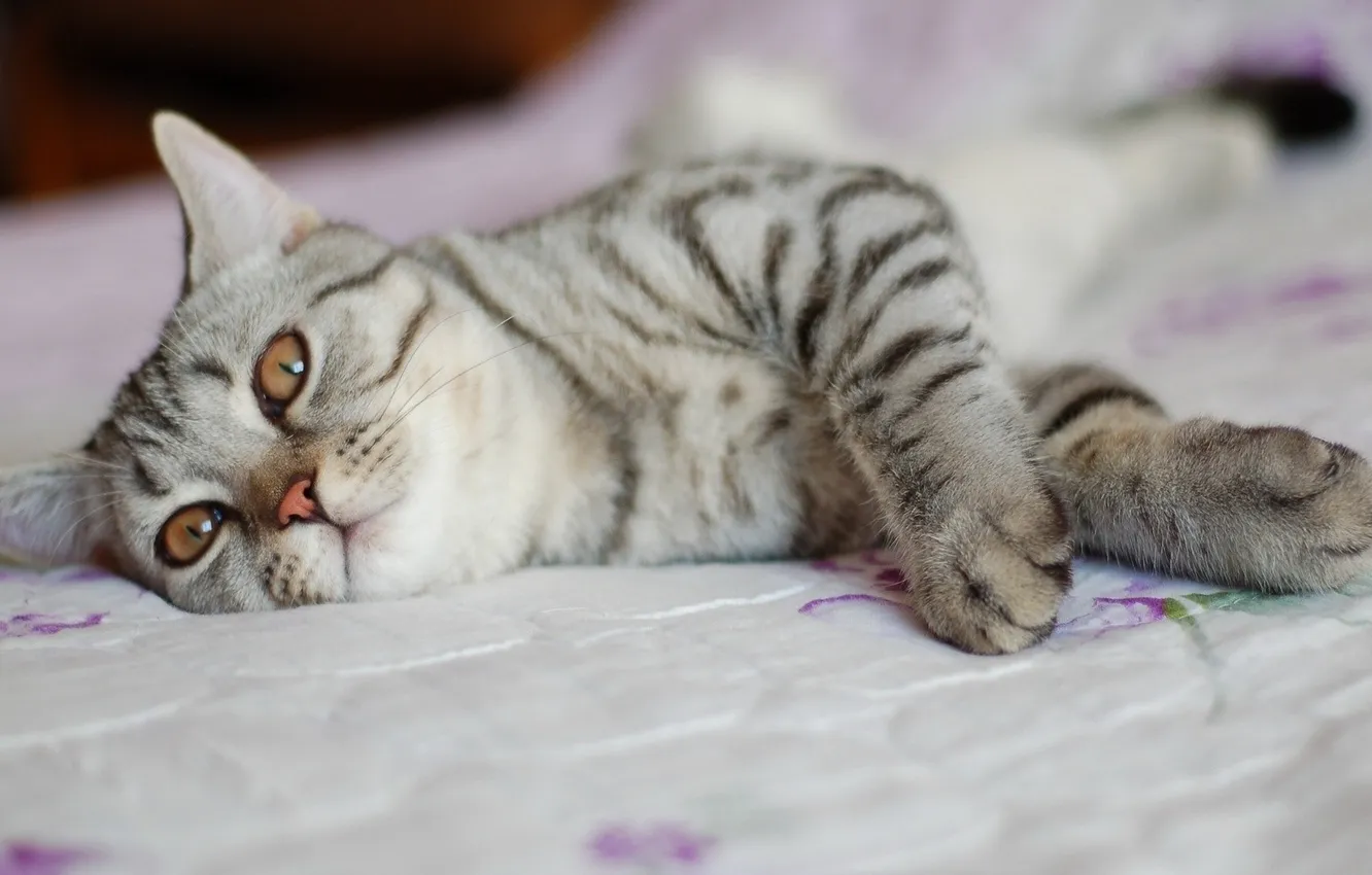 Photo wallpaper cat, bed, pose