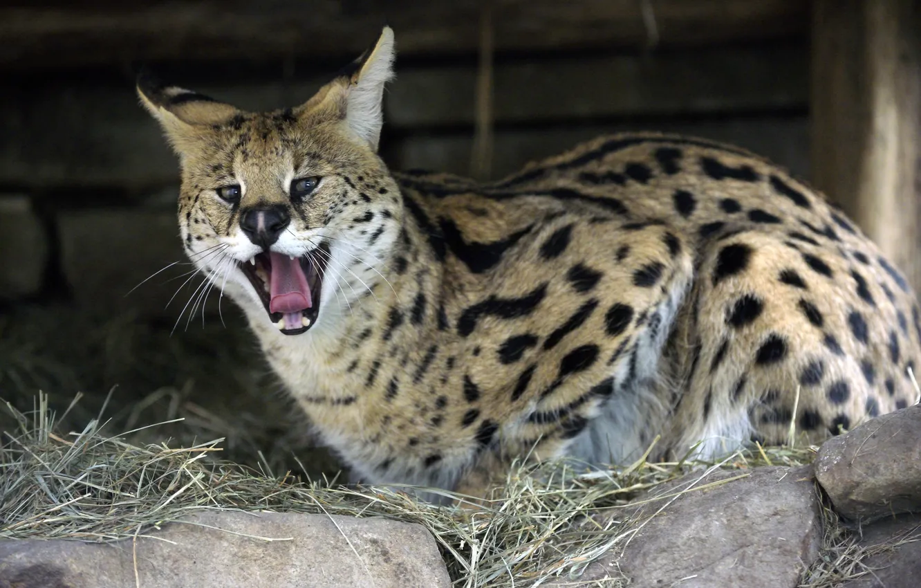 Photo wallpaper cat, stones, mouth, yawns, Serval