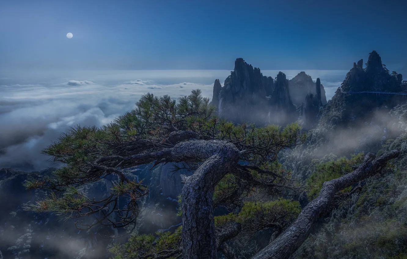 Photo wallpaper mountains, fog, rocks, pine, pine