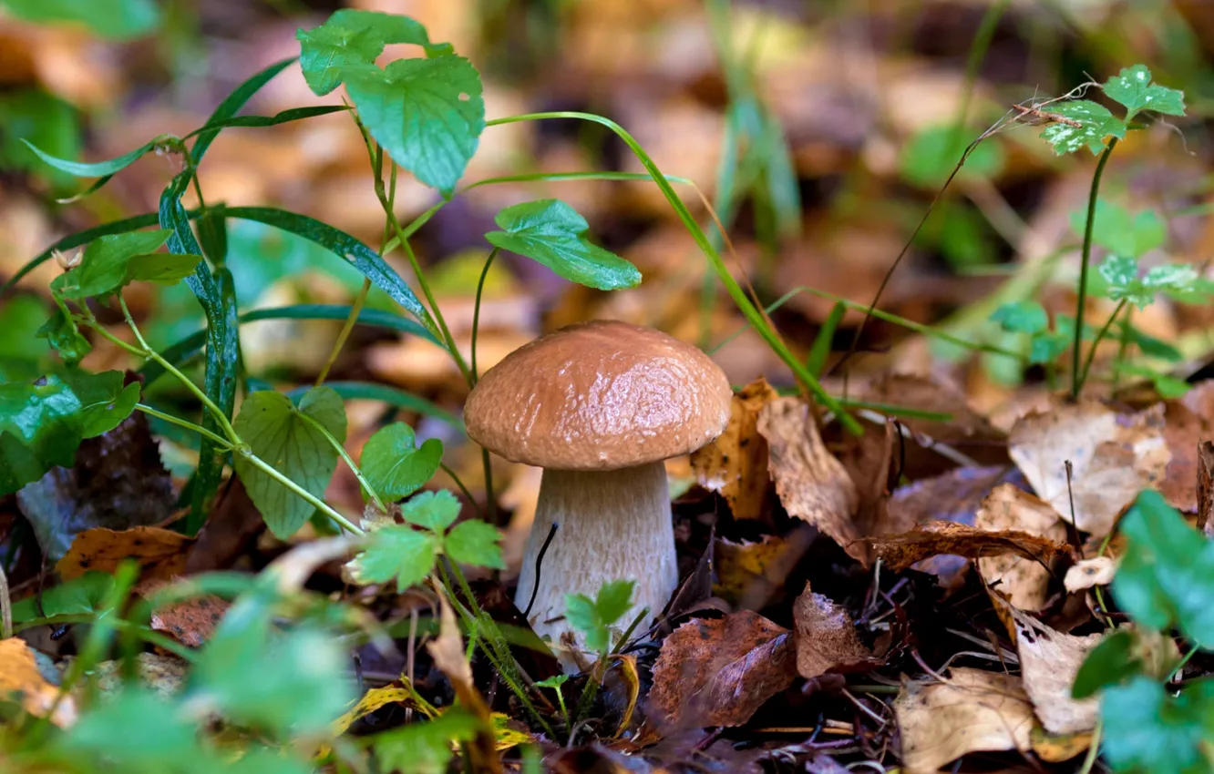 Photo wallpaper forest, white, mushrooms, Borovik