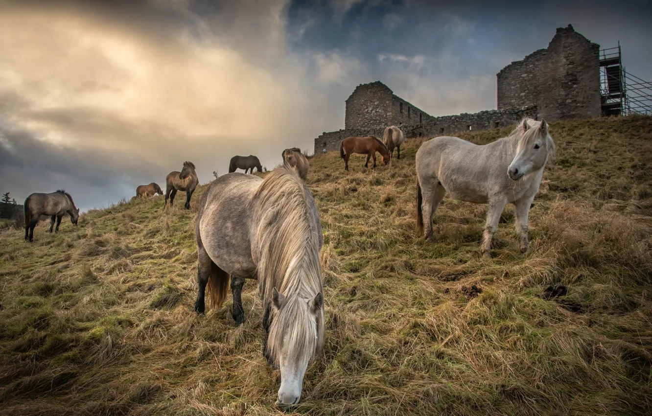 Photo wallpaper horse, hills, horse, ruins