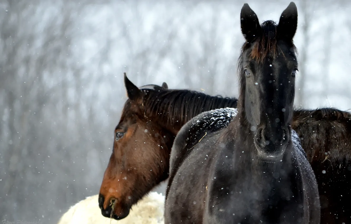 Photo wallpaper winter, snow, horses