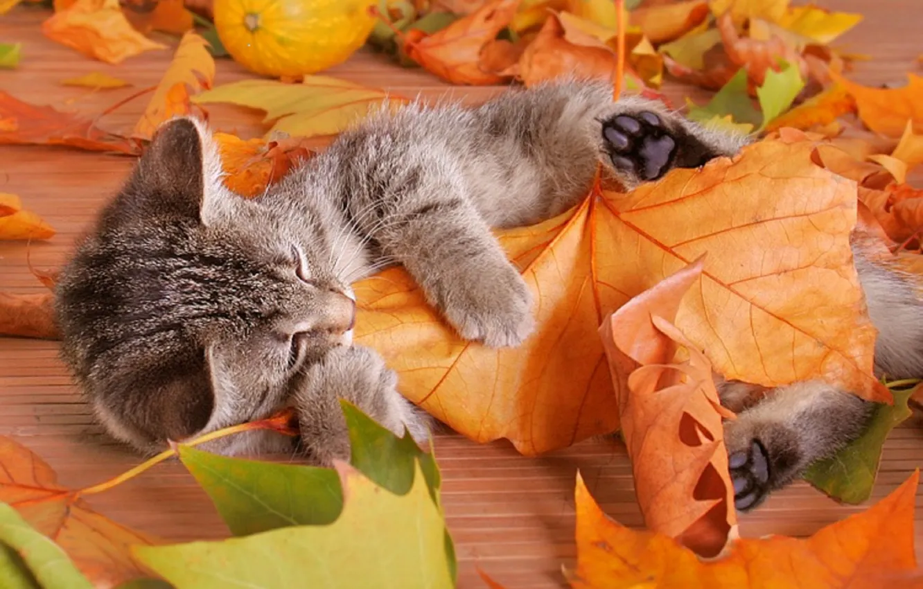 Photo wallpaper leaves, Kitty, striped, plays