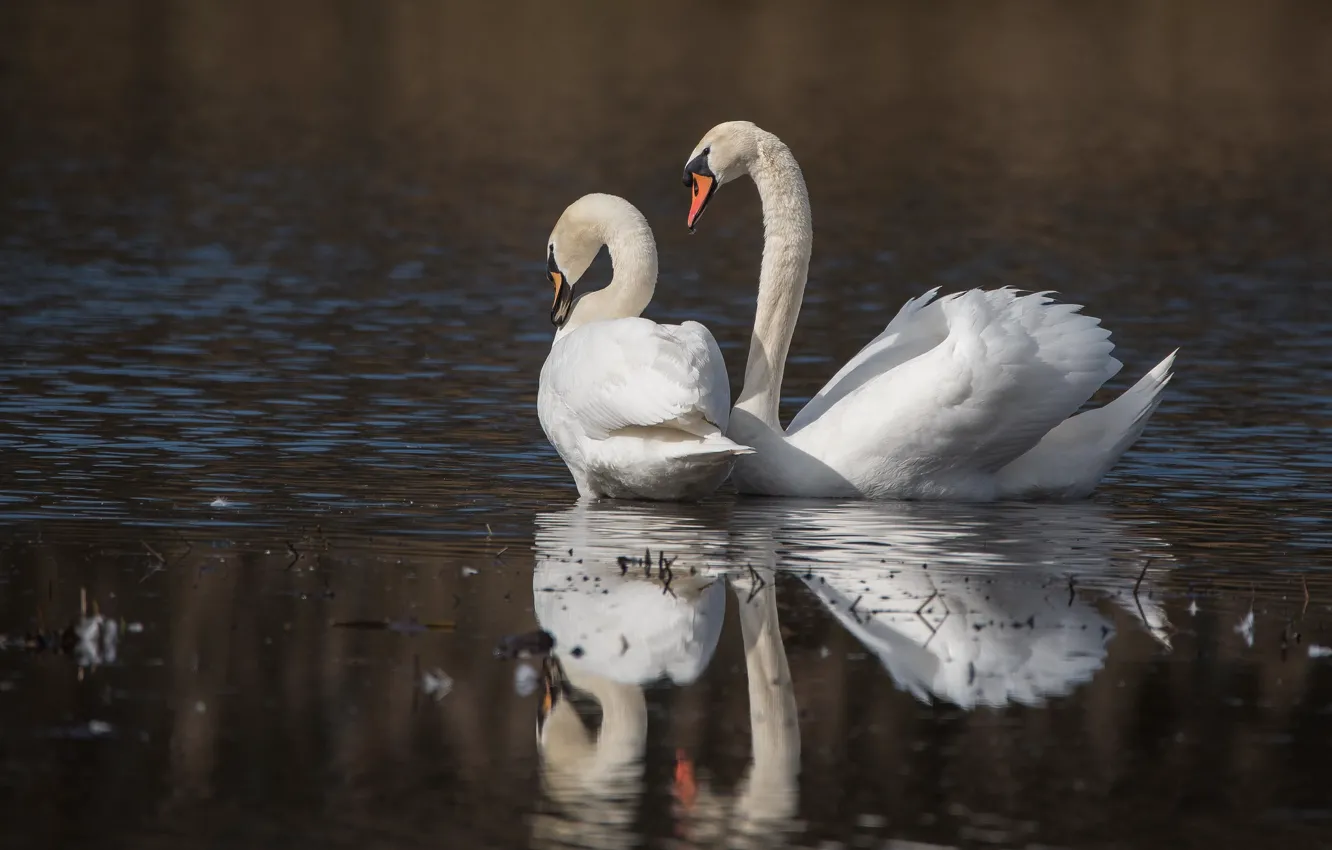 Photo wallpaper reflection, pair, swans