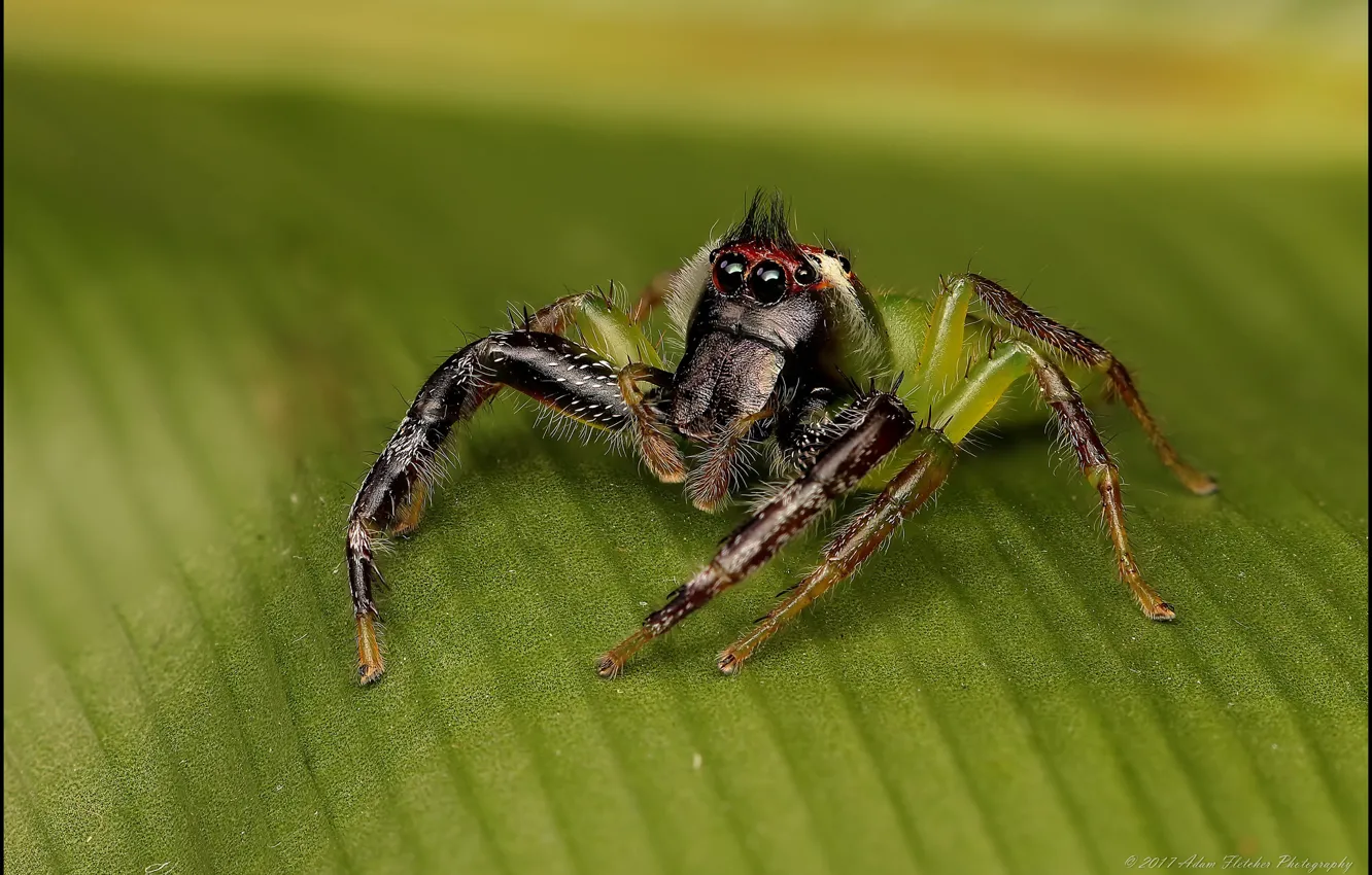 Photo wallpaper macro, sheet, spider