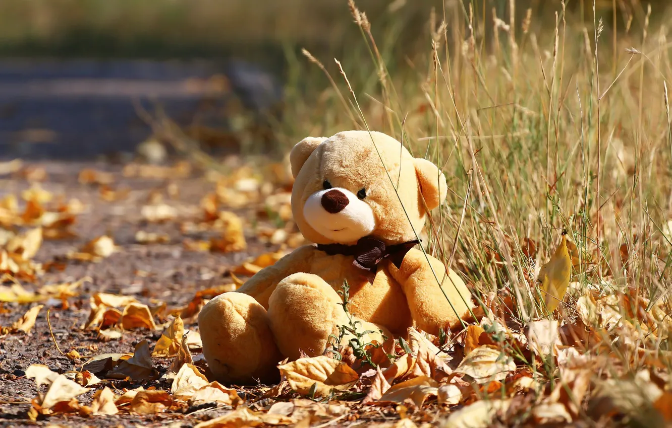 Photo wallpaper autumn, toy, bear, leaves, weed