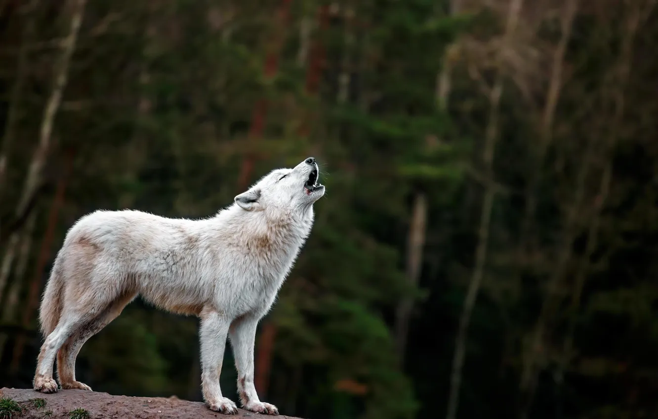 Photo wallpaper nature, Gray Wolf, face, animal, wolf, canis lupus, wildlife, head