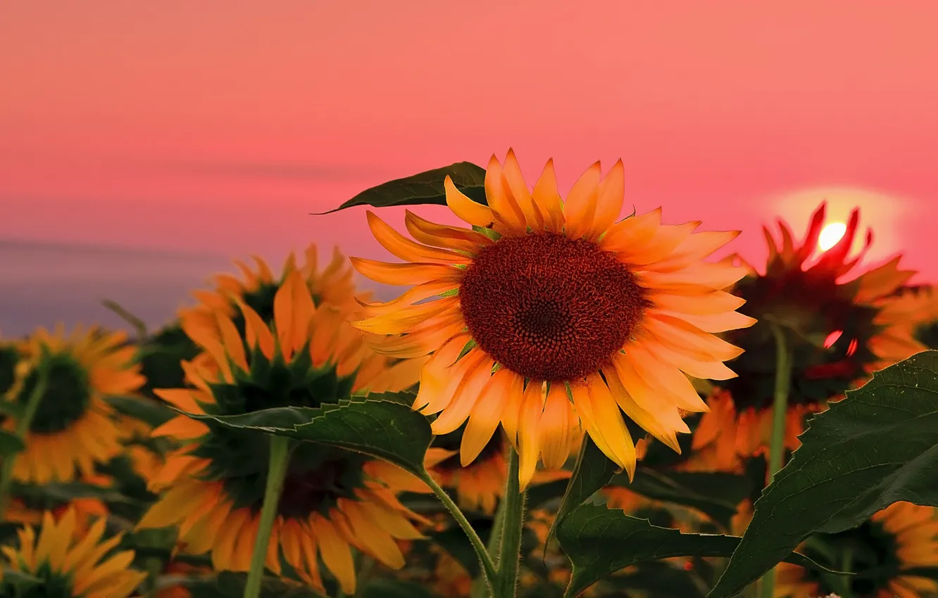 Photo wallpaper summer, sunflowers, nature, dawn, summer, nature, sunrise, sunflowers