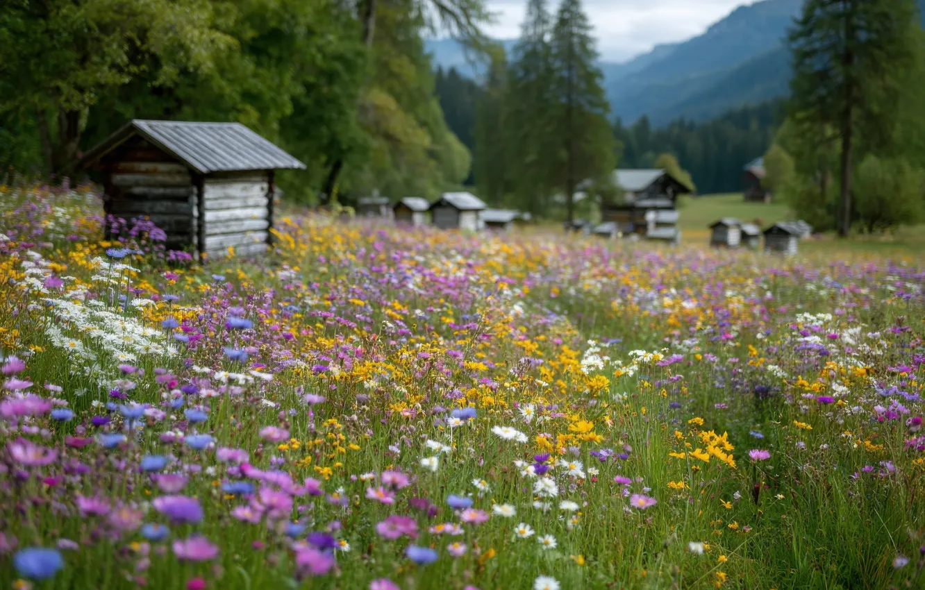 Photo wallpaper field, forest, summer, landscape, mountains, bee, chamomile, meadow