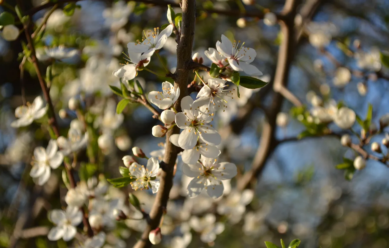 Photo wallpaper flowers, nature, Park, spring, walk