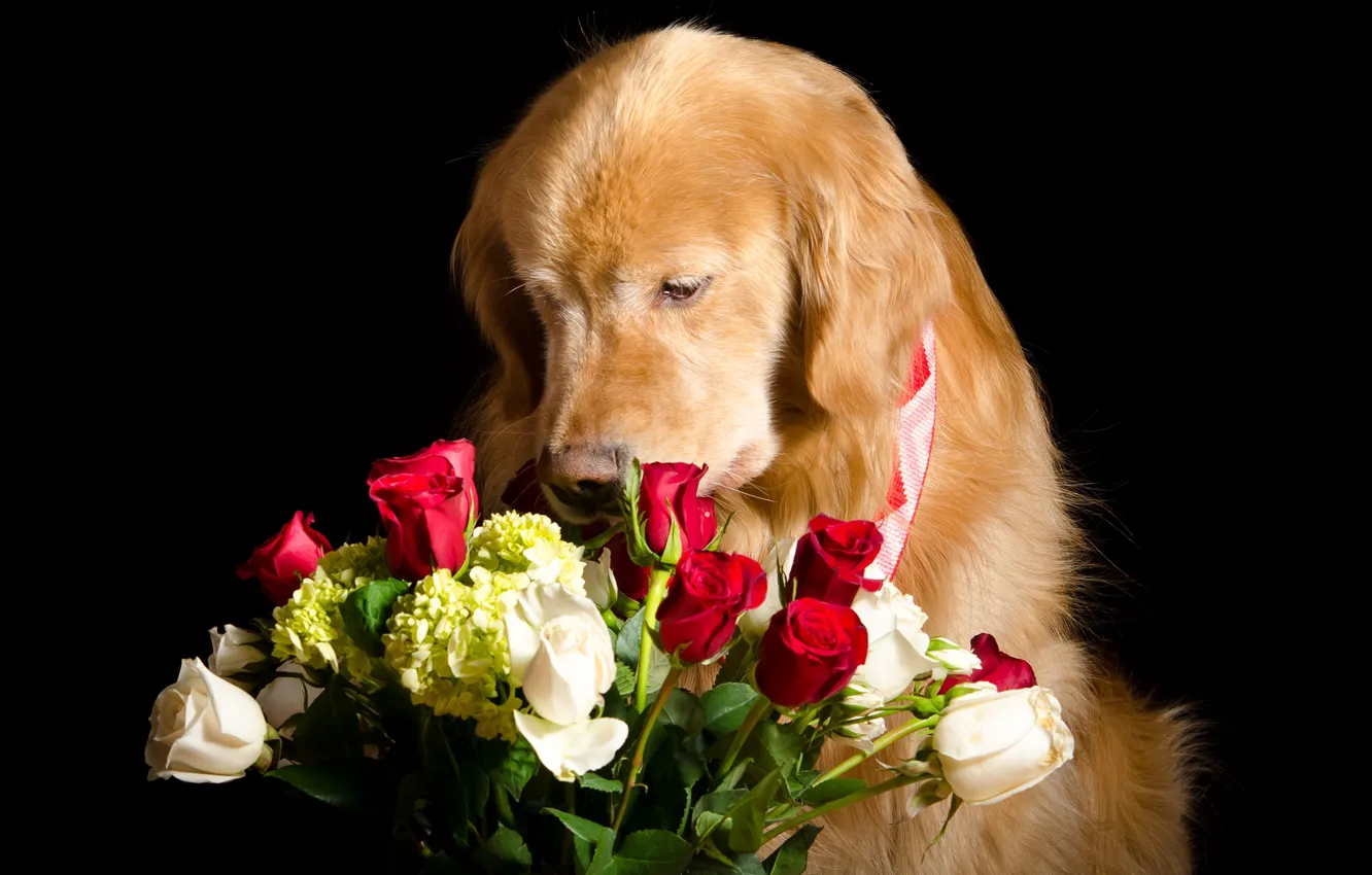 Photo wallpaper Retriever, red, red, flowers, bouquet, face, white, roses