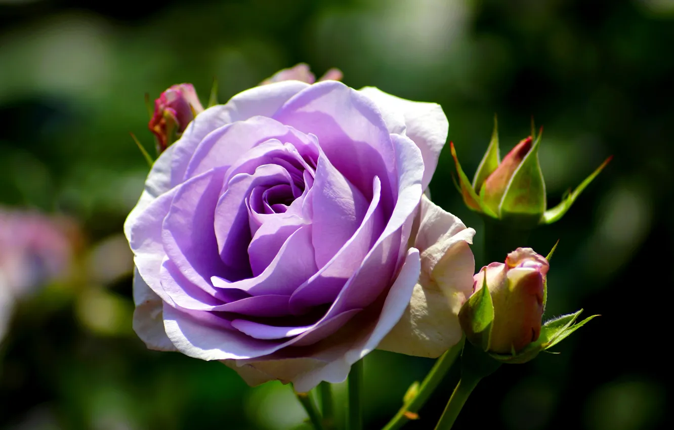 Photo wallpaper flower, rose, purple