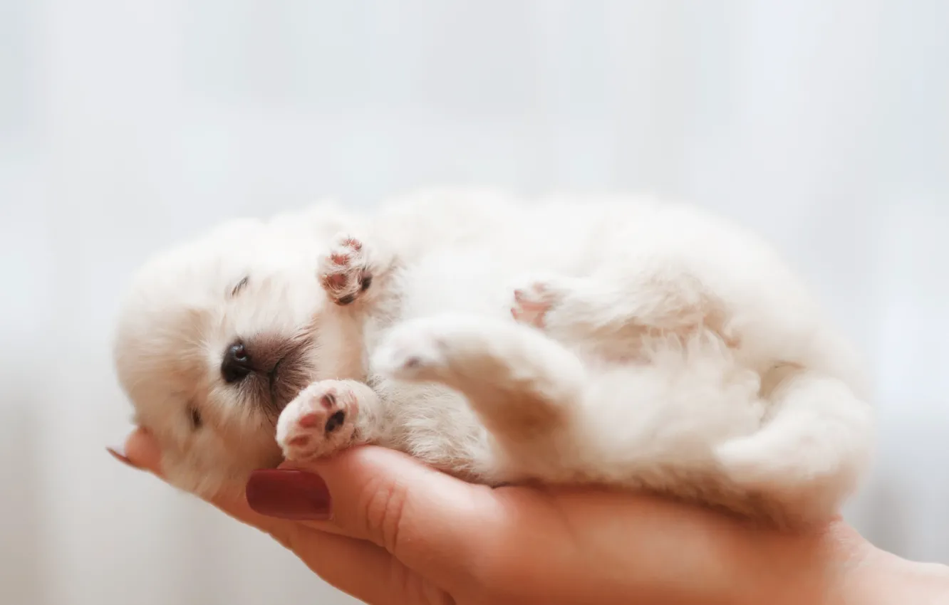 Photo wallpaper small, puppy, on the palm