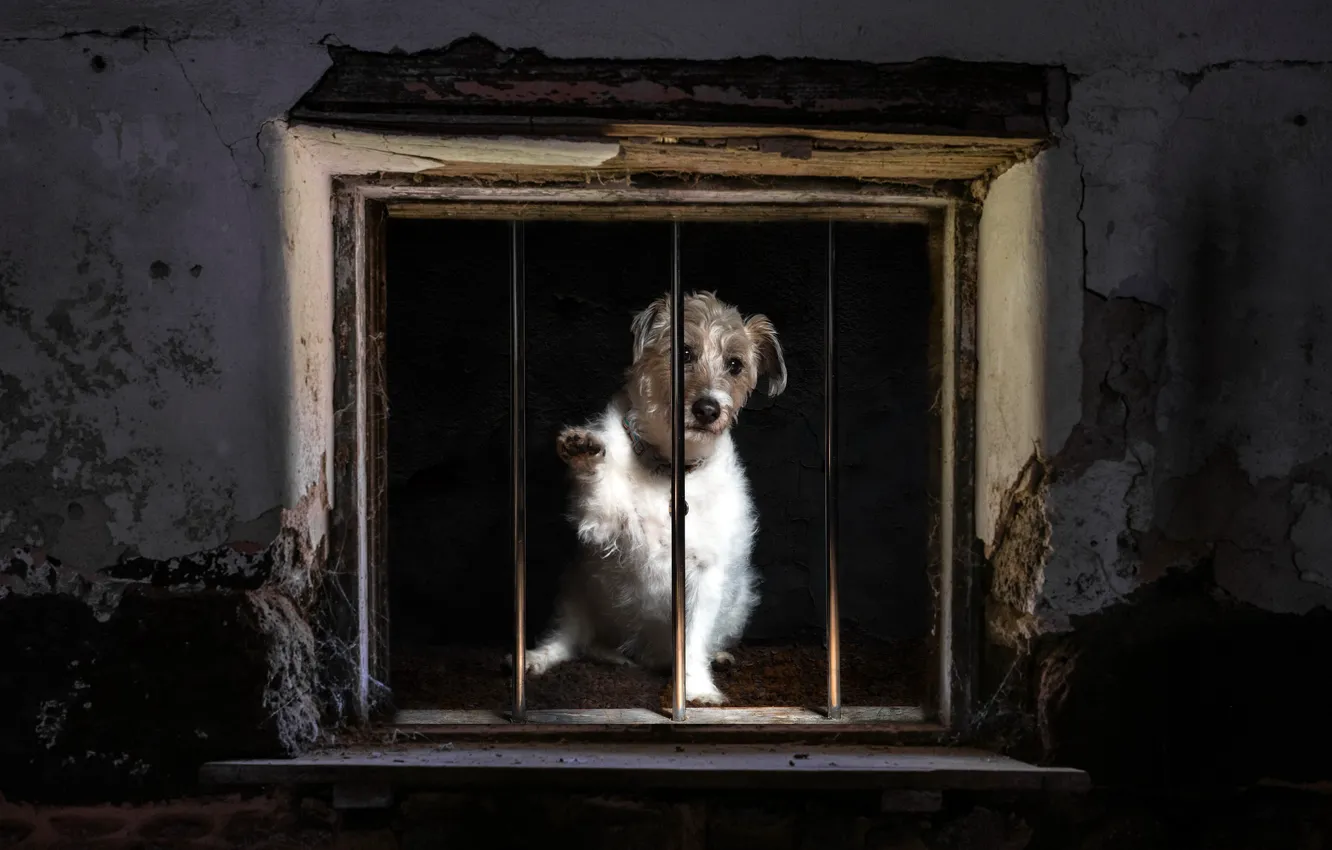 Photo wallpaper each, home, dog