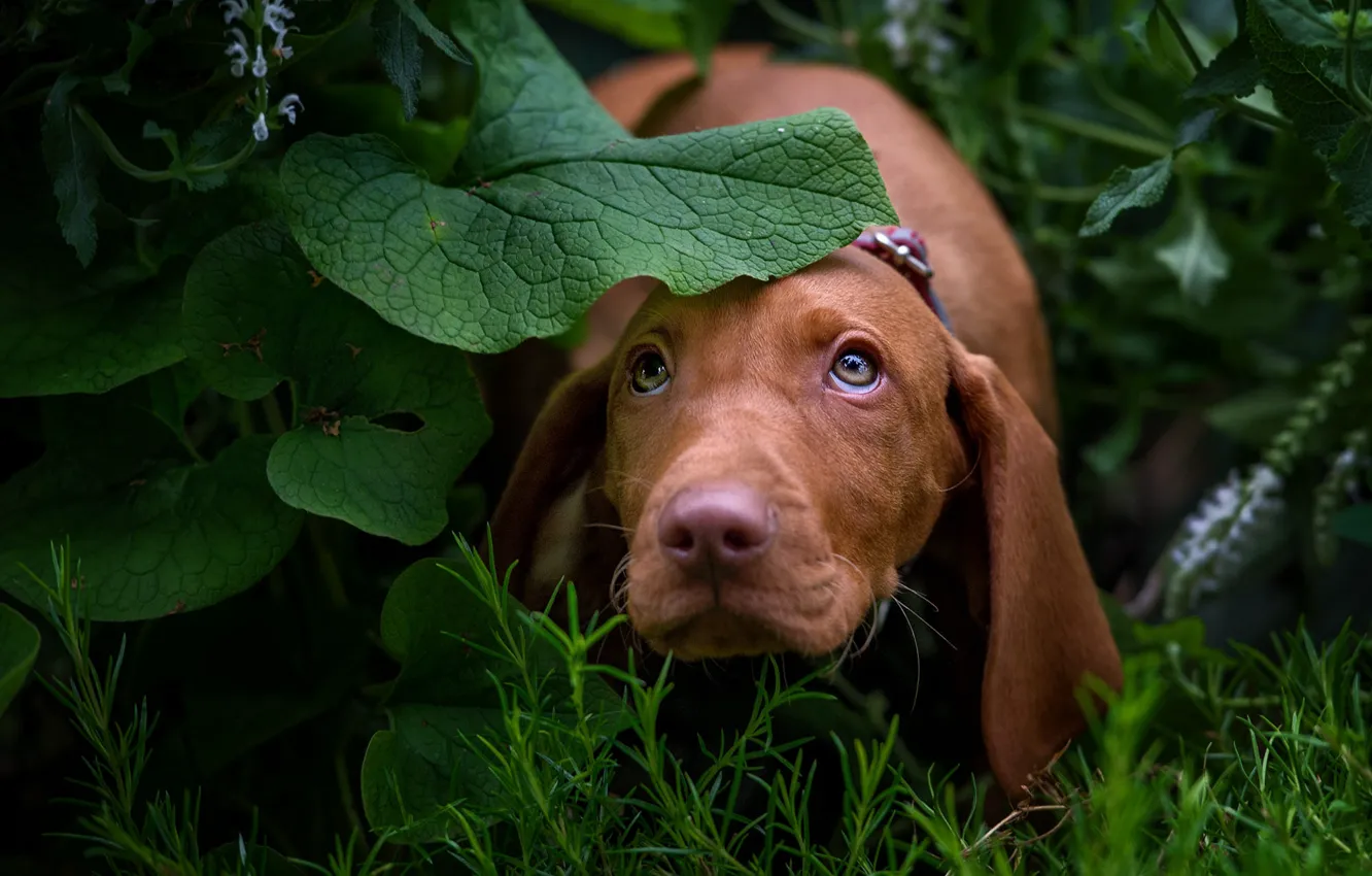 Photo wallpaper greens, look, face, leaves, nature, dog, puppy, Dachshund