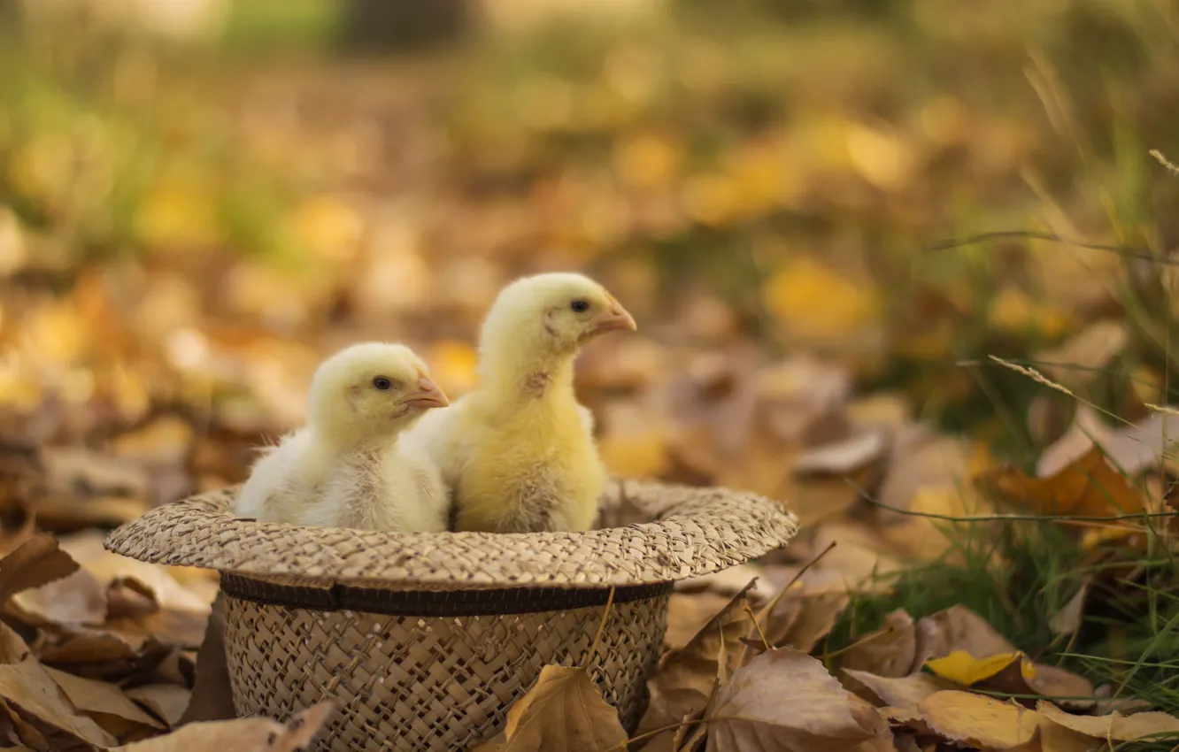 Photo wallpaper autumn, leaves, yellow, chickens, hat
