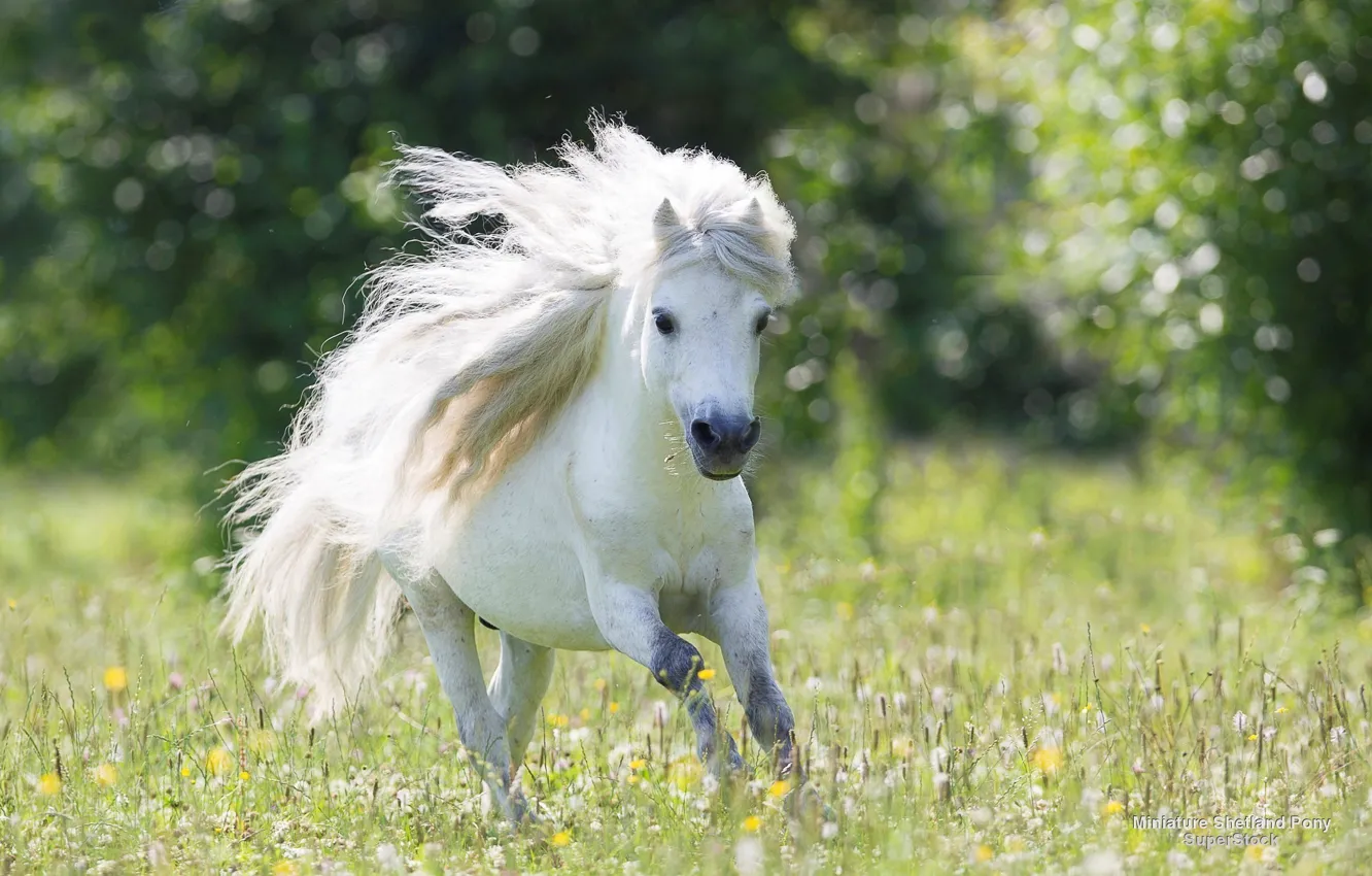 Photo wallpaper running, pony, dandelions, Beautiful, White, Wallpaper, Widescreen, Background