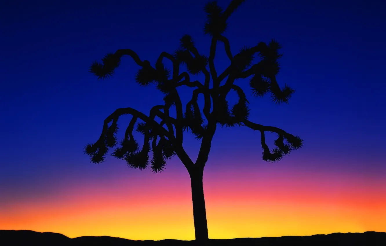 Photo wallpaper sunset, tree, minimalism, 150