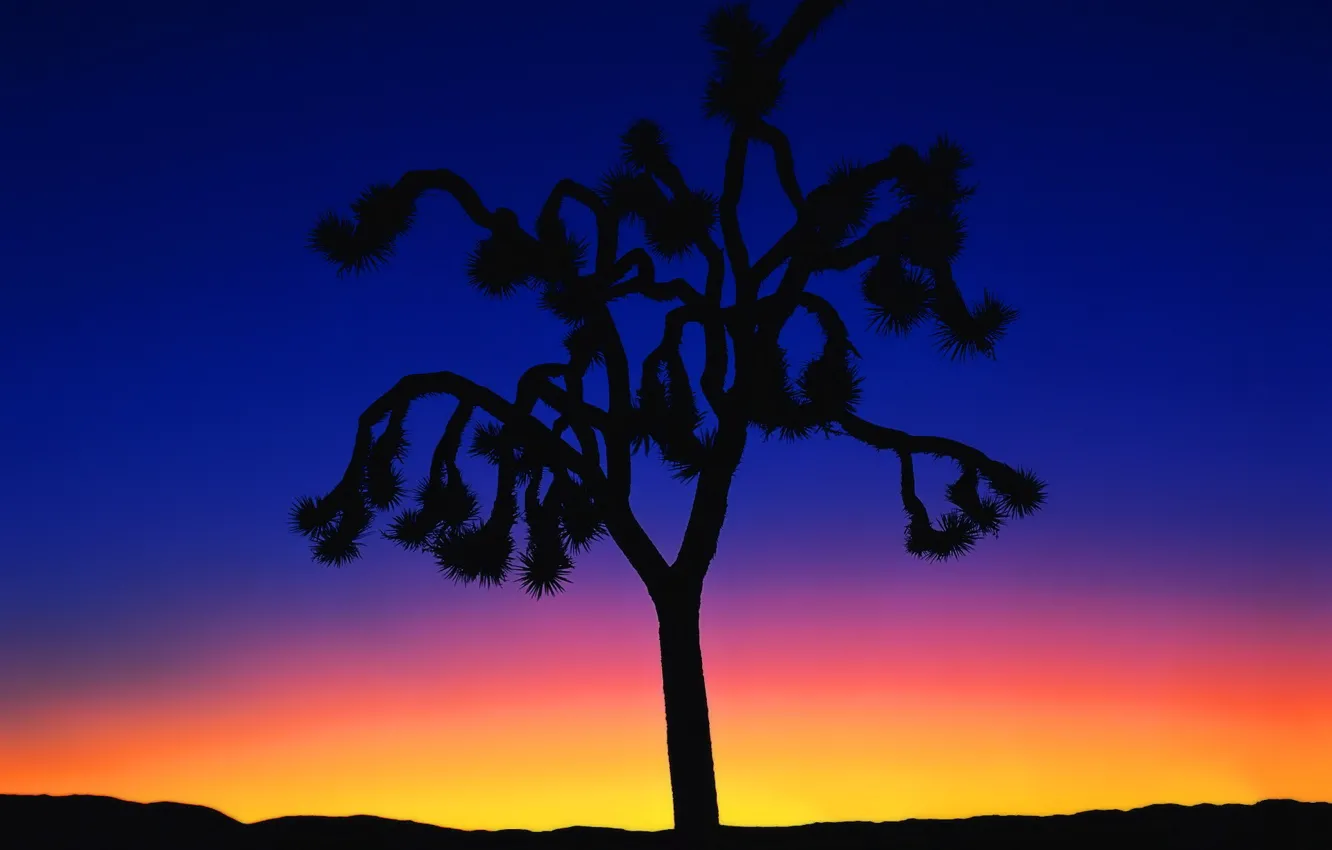 Photo wallpaper trees, sunset, minimalism, 150