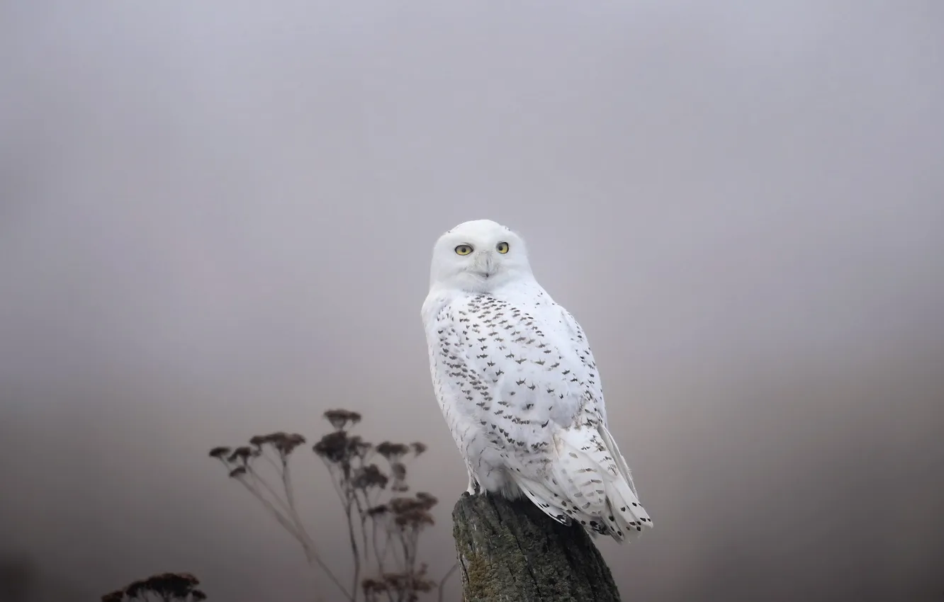 Photo wallpaper bird, fog, snowy owl