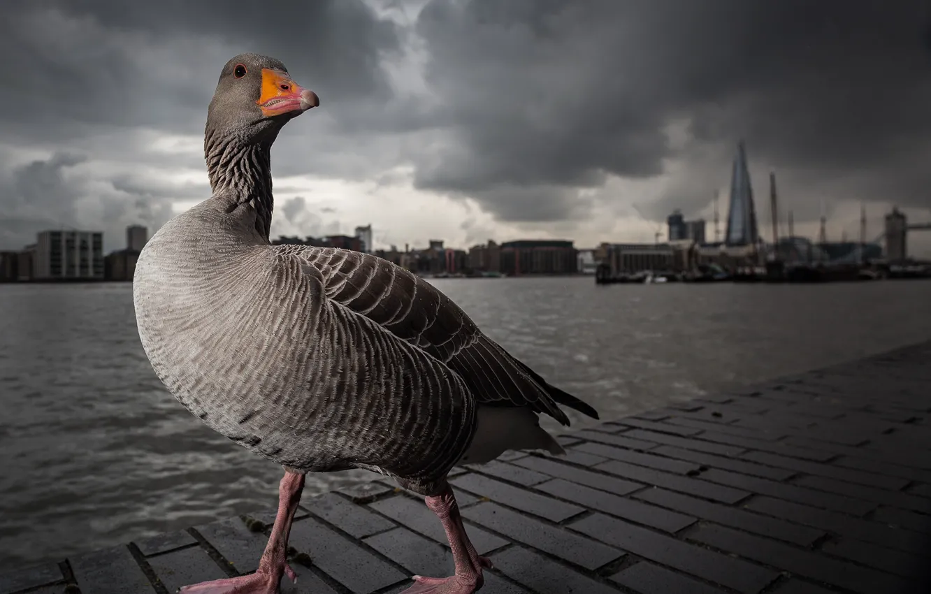 Photo wallpaper grey, London, Thames, walk, geese