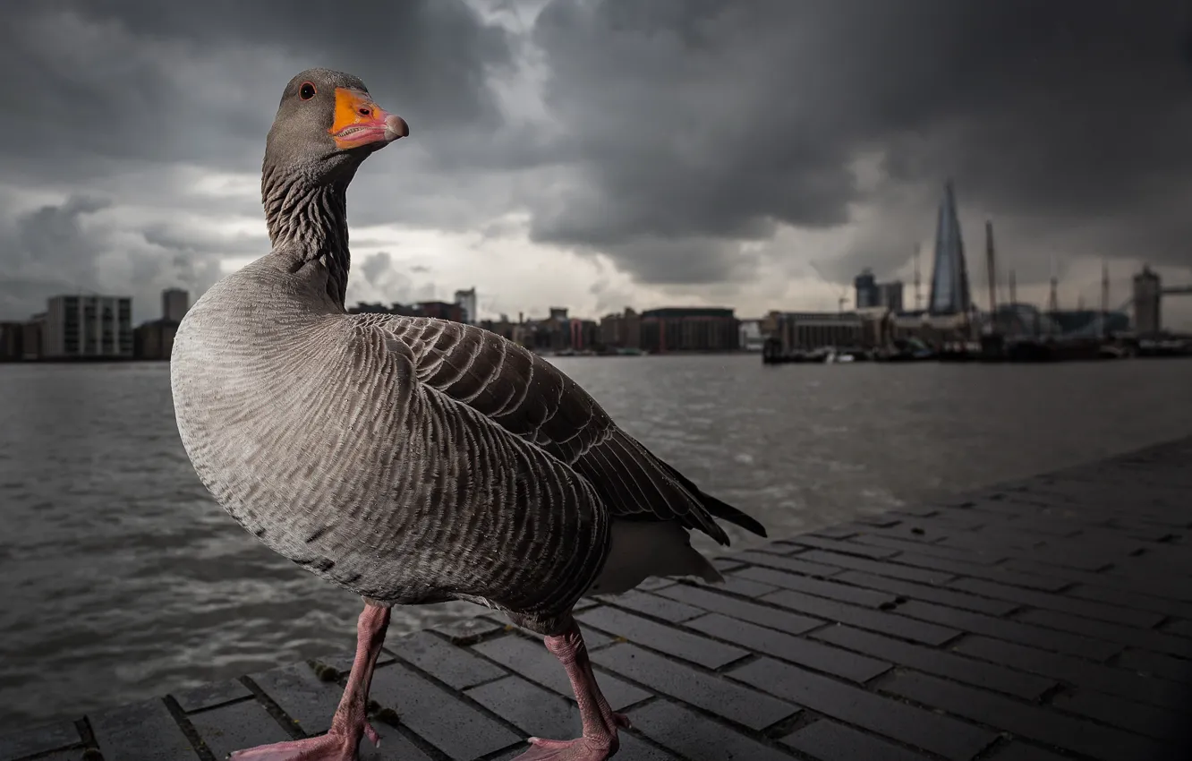 Photo wallpaper grey, London, Thames, walk, goose