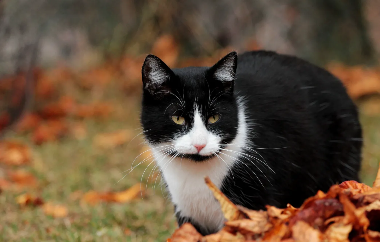 Photo wallpaper autumn, cat, cat, look, nature, glade, foliage, black and white