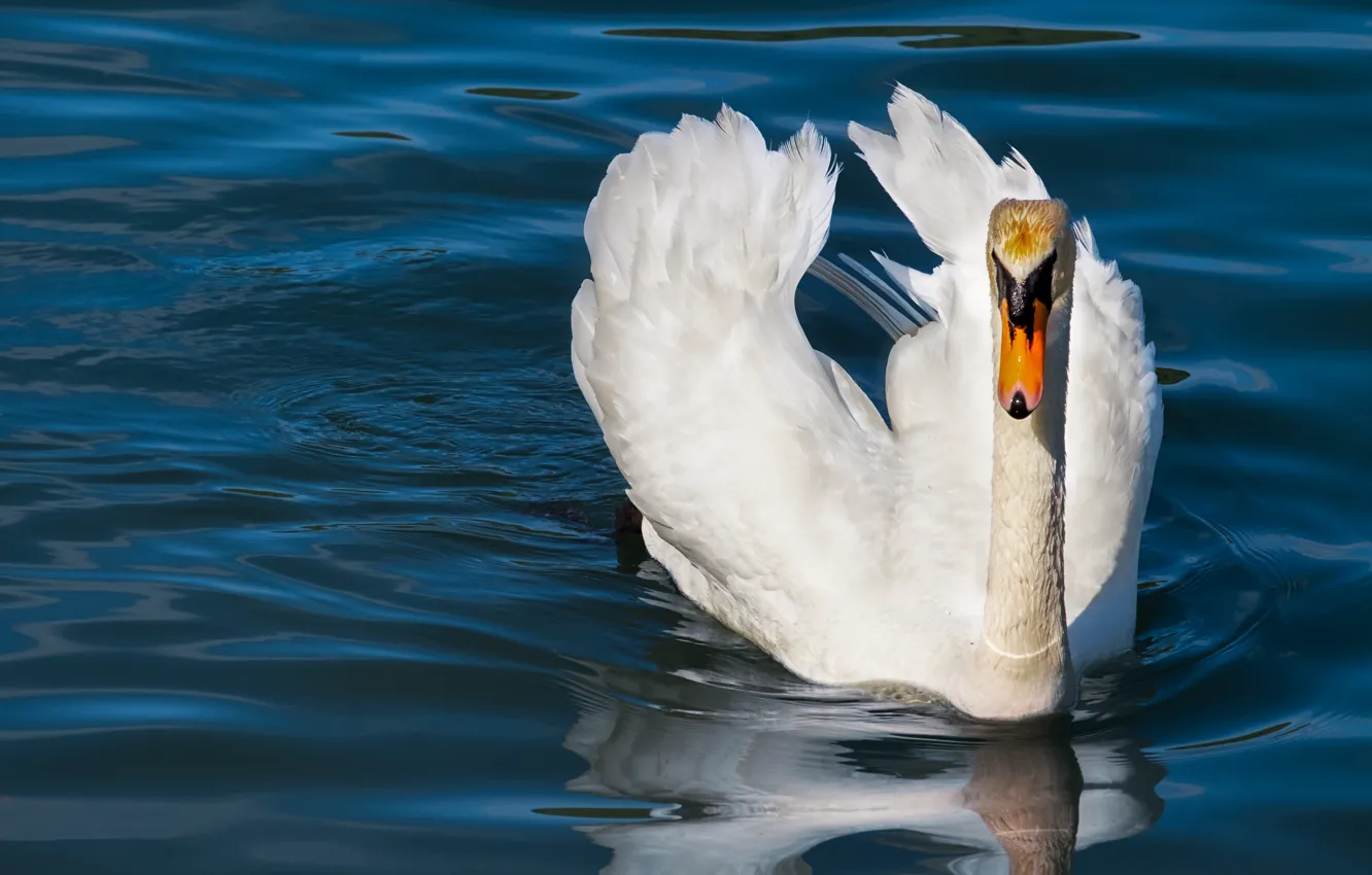 Photo wallpaper white, water, nature, pose, bird, swans, pond, blue background
