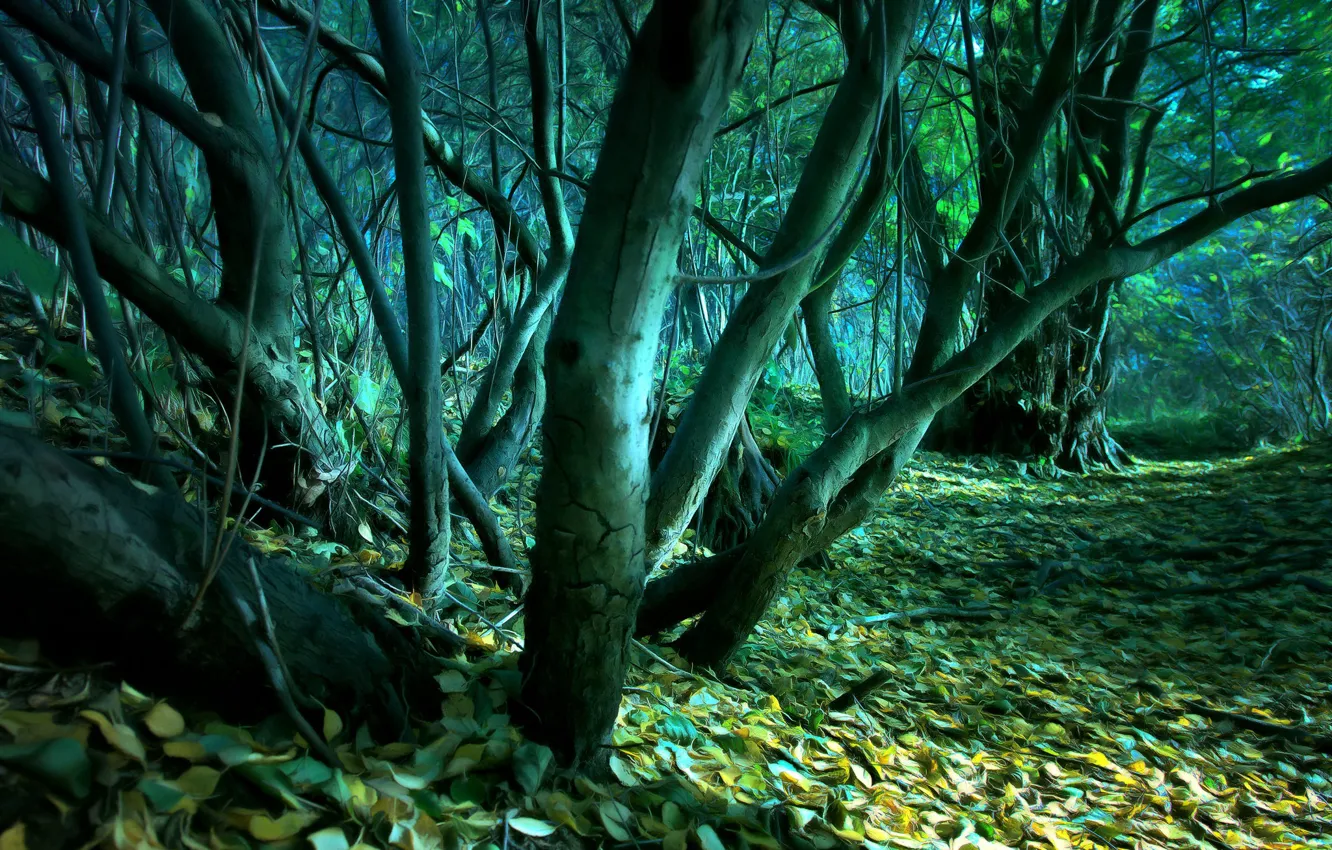 Photo wallpaper forest, leaves, trees, digital painting