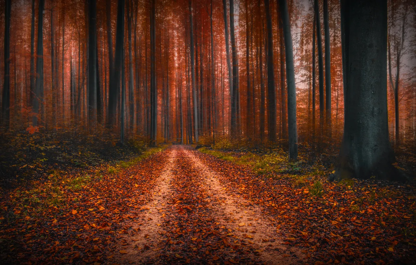 Photo wallpaper autumn, forest, trees, nature, track