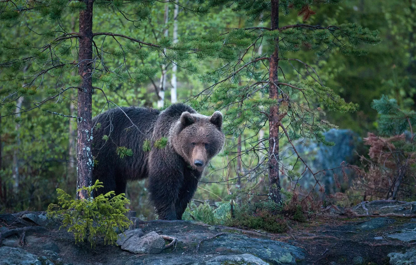 Photo wallpaper forest, nature, bear