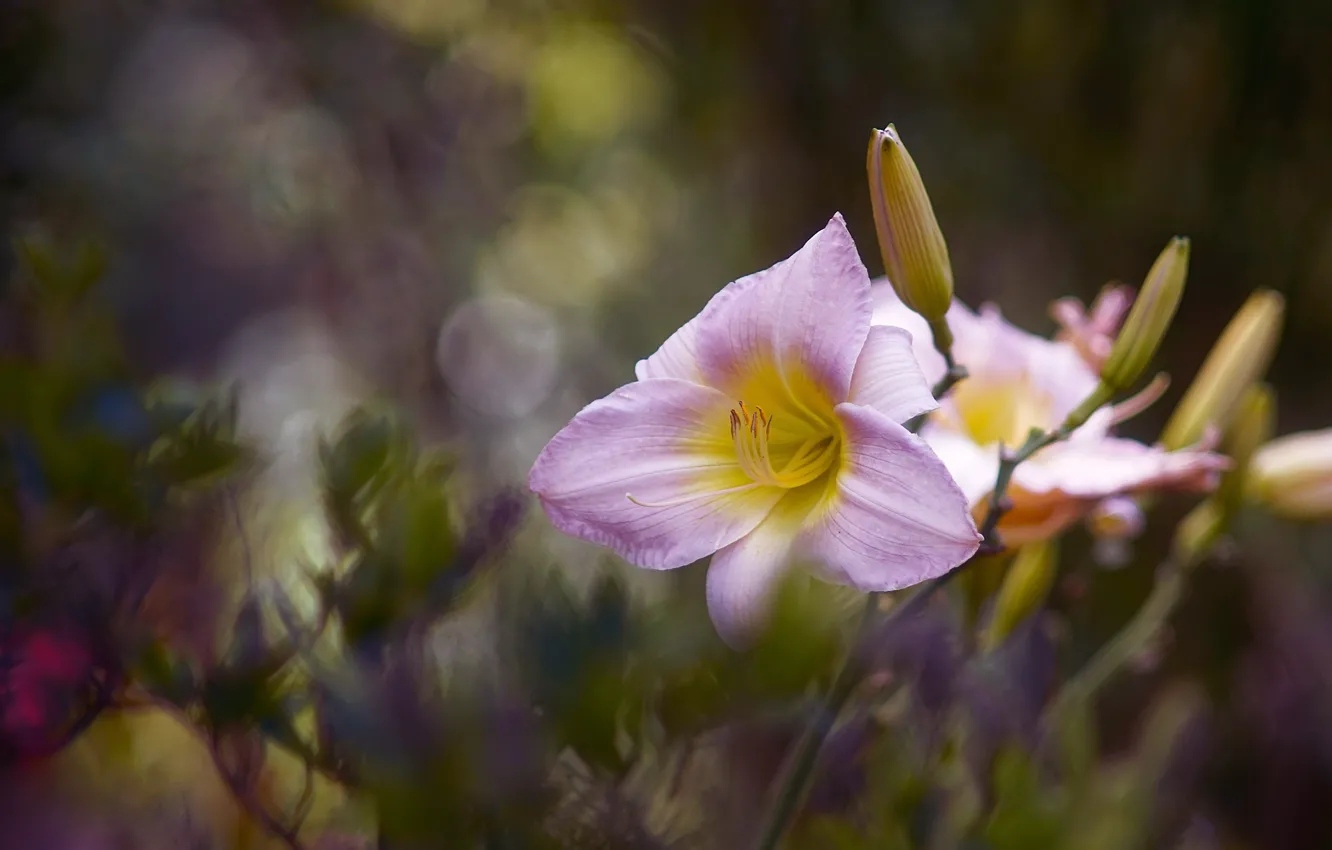 Photo wallpaper flower, flowers, background, Lily, blur, garden, buds, lilac