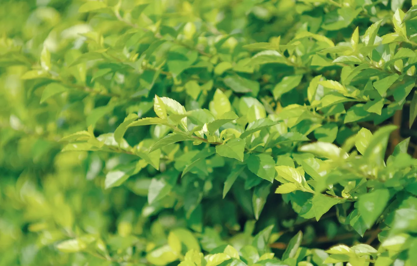 Photo wallpaper leaves, green, leaves, the bushes