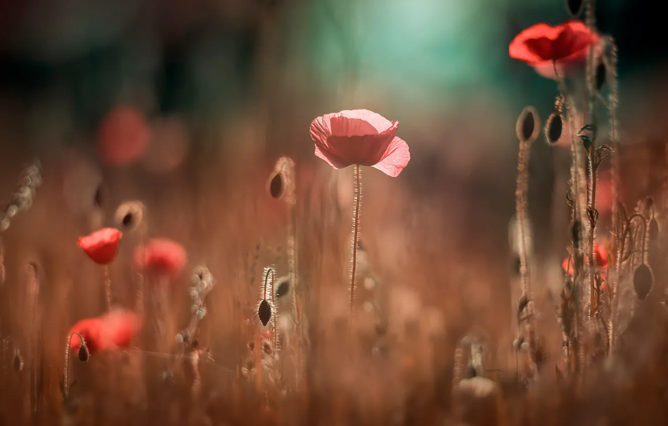 Photo wallpaper field, summer, light, flowers, red, nature, background, glade