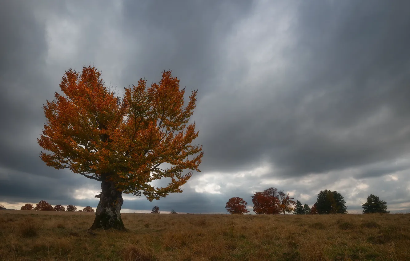 Photo wallpaper field, autumn, tree