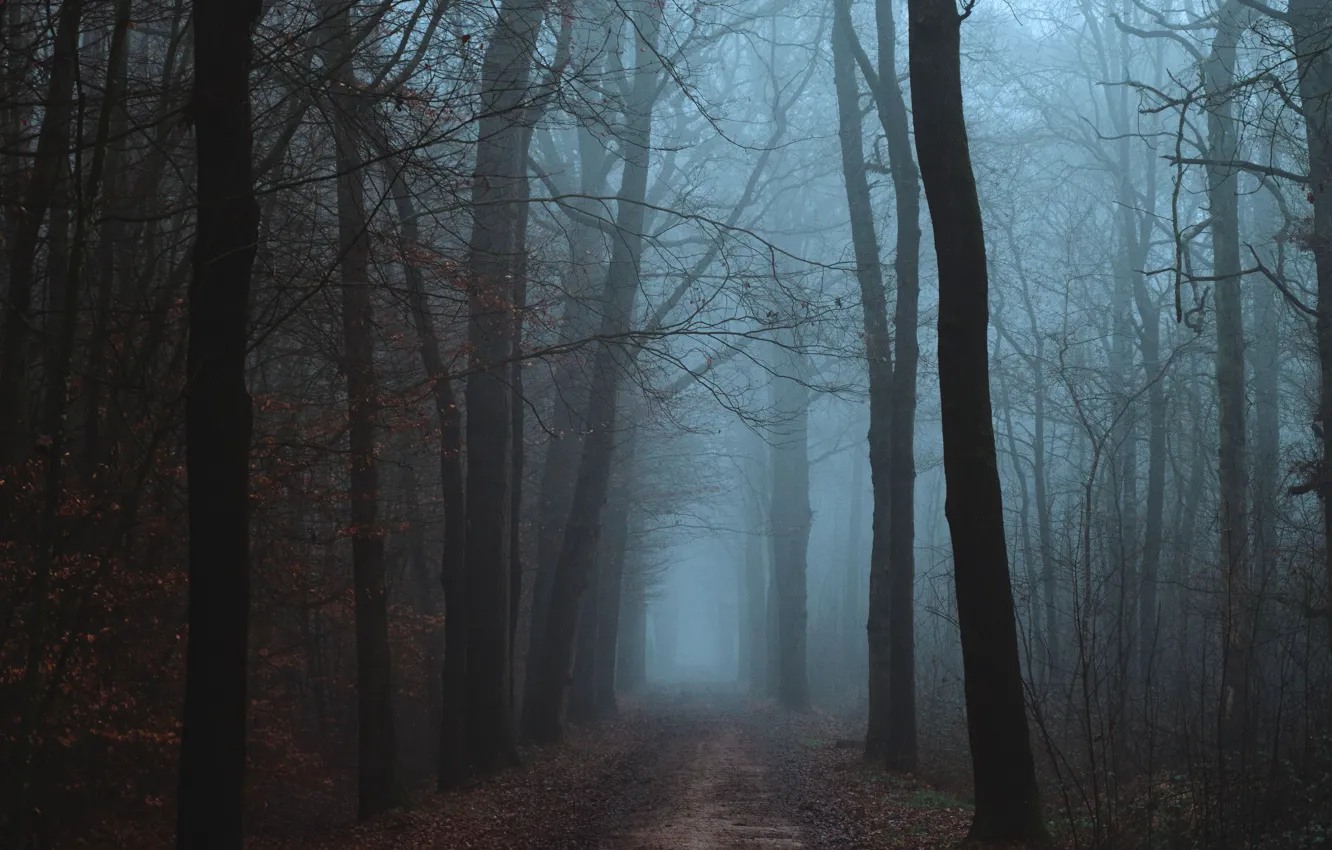 Photo wallpaper forest, trees, nature, fog, twilight, path
